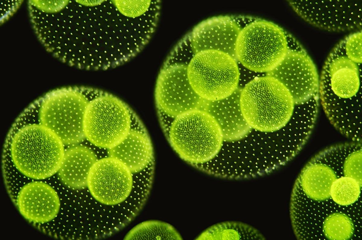 Photosynthese fasziniert uns! Wie nutzen wir sie und was ist ihr Potenzial für neue erneuerbare Energiequellen?